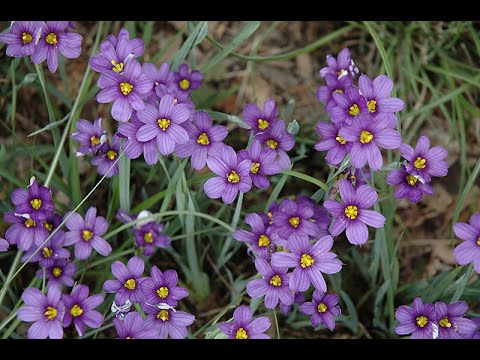 Видео: Сини очи на сисюринхия. Запознанство