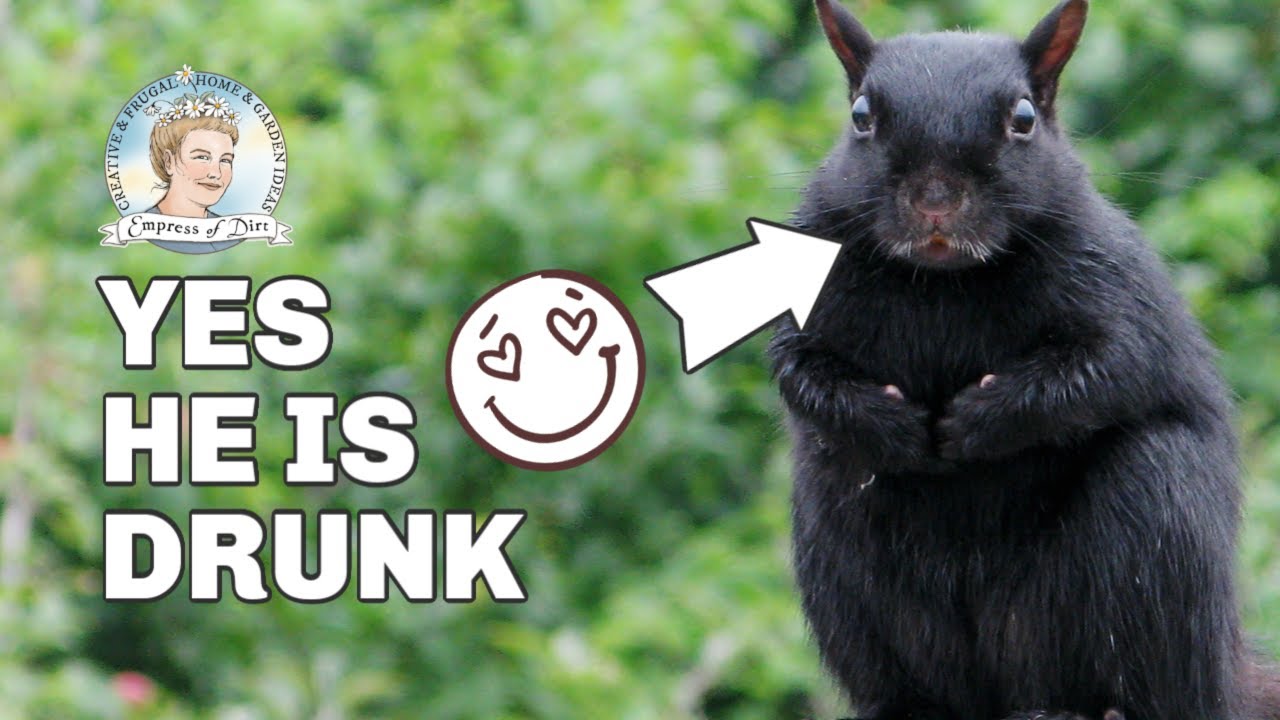 Do Birds and Other Wild Animals Really Get Drunk?