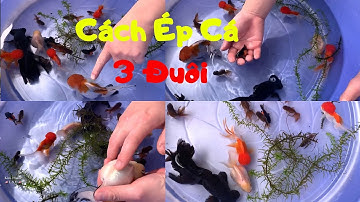 Cách Ép Cá 3 Đuôi 100% Thành Công P.3 | Cách Chọn Cá BA ĐUÔI ĐẸP - Phân Biệt Cá TRỐNG MÁI- Goldfish