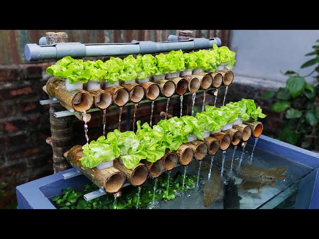 玫瑰花水培和土壤培植法 Litetube