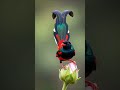Beautiful Colorful Bird on Flower | Stunning Nature Close-Up | Relaxing Wildlife Video #birds #natur