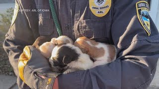 Dead dogs found, 60 animals rescued by Animal Rescue League of Iowa at Norwalk home