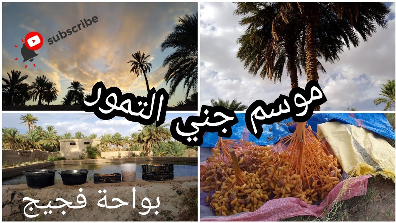 موسم جني التمور بواحة فجيج 🌴