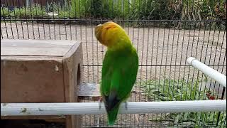 MASTERAN LOVEBIRD JANTAN DOBELAN ,