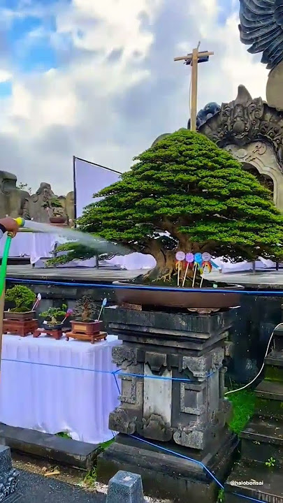 BONSAI KELAS BINTANG #shorts