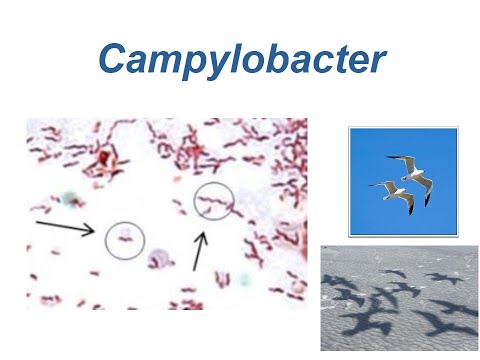 Video: Maambukizi Ya Bakteria (Campylobacteriosis) Katika Mbwa