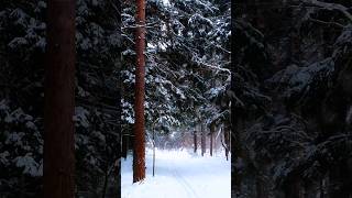 🌲Divine forest covered with snow ❄Невероятно красивый лес укутанный снегом😍#russia #nature #forest