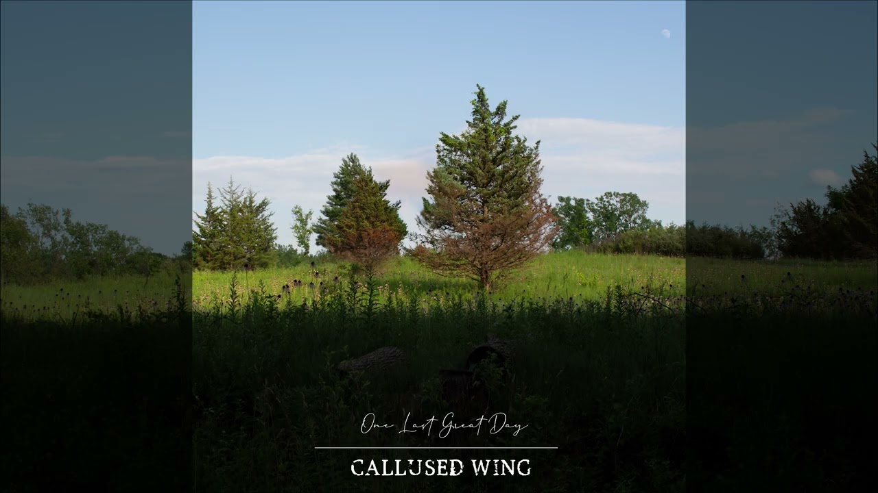 Callused Wing - 