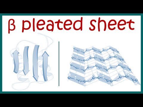 Beta pleated sheet || Secondary structure of protein