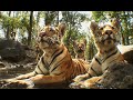 Elephant SpyCam Films Tiger Cub Collarwali &amp; Her Adorable Brothers &amp; Sister