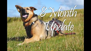 Adopting a Romanian Rescue Dog 8 Month Update | My Honest Experience | Stress, Progress & Success!
