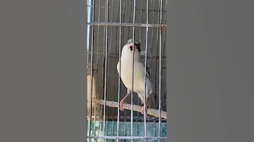 نداء انثى الكناري 
