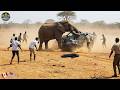 200 Brutal Collisions Caught On Camera 2025 | Invasive Species Accidents | Idiots in Cars