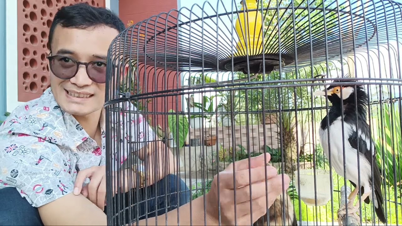 Cara Merawat Jalak suren Biar cepet Jinak. Di jamin Nurut sampai bisa di ajak tidur