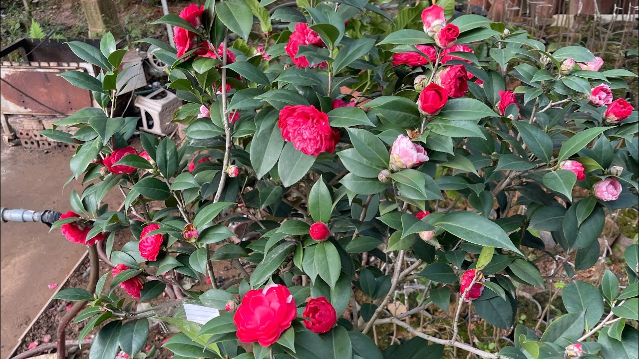 1/3/2026/lh-0338531359-bán hoa trà my cổ giá đa dạng mặt hoa màu sắc / bao sip toàn quốc 