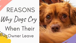 Why do Dogs Cry When their Owners Leave (Reasons Explained)