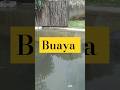 Buaya #shorts