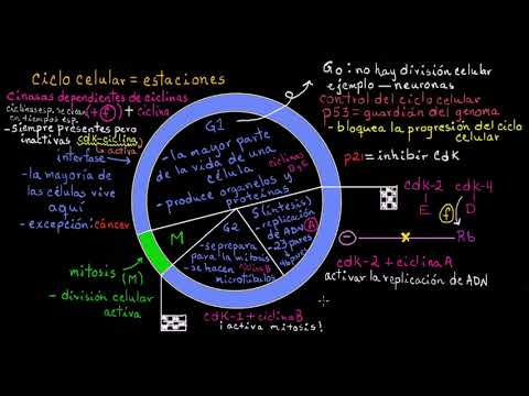 Pérdida de control del ciclo celular en el cáncer | Khan Academy en Español