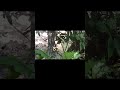 Waterfalls in Betong #shorts