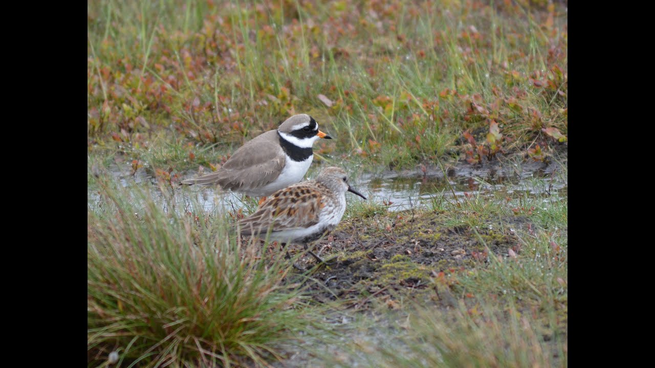 Dotterel  Day 2014  Pendle Hill and Fair Snape Fell. HD video.