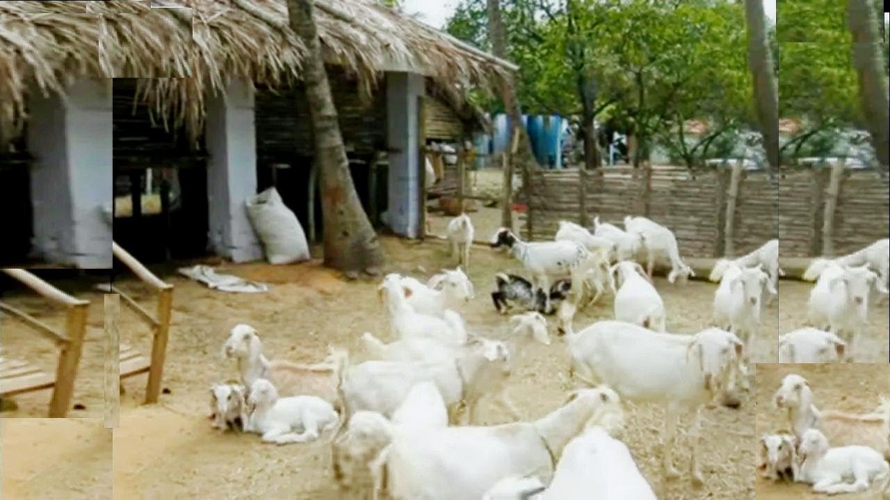 Goat Farming for Beginners