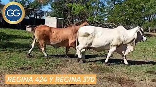 Vídeo: Embrión Brahman Regina 424 - Infernal