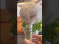 Stop giving cats... catnip 🐱#cat #funny #fyp #youtube