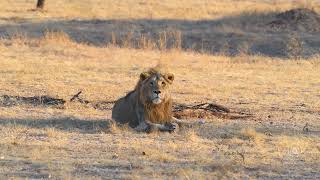 Big Cat's Jaw-Dropping Fighting in Gir Forest #wildlife #girforest #asiaticlion #lions