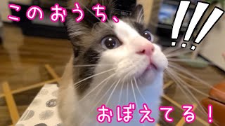 猫は何日おうちを覚えてる2週間ぶりに帰宅した猫が。