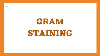 What is Gram Staining Procedure? | Gram Stain Updated Version | Gram Staining Technique