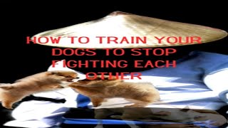 How to get your dog to stop fighting each other sbraintraining dogtraining