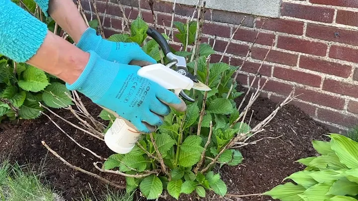 How to Care for Bigleaf Hydrangea after Harsh Winter - DayDayNews