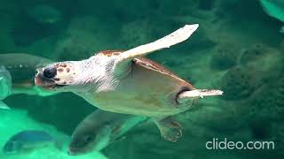 LA TORTUGA by CUENTOS EN ONDA 6 views 5 days ago 2 minutes, 37 seconds