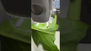 Exploring Plant Cells with a Kids Microscope | Fun STEM Learning