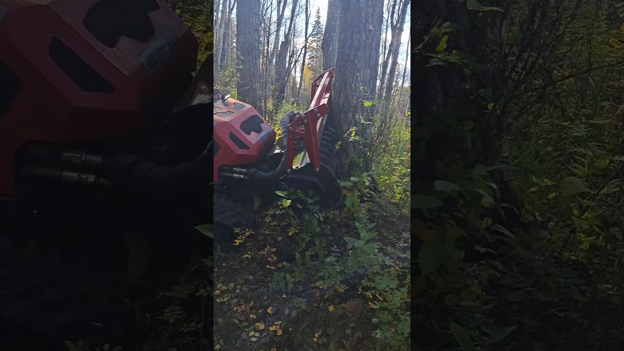 Seppi Max 50 vs 14 inch tree 