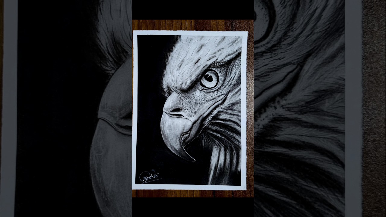 Day 8 | Realistic eagle drawing | Charcoal realistic art