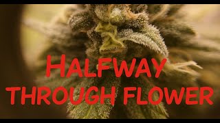 Seed 2 Smoke Temporada 2 Episodio 7 Cannabis Organica Cultive Maconha Facil Solo