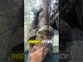 Bear Climbs Up To Their Tree Stand… And Just Stares 🐻👀 #animals