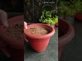 how to grow mint with soil &amp; water | 2 ways of growing mint leaves | Lipsha world