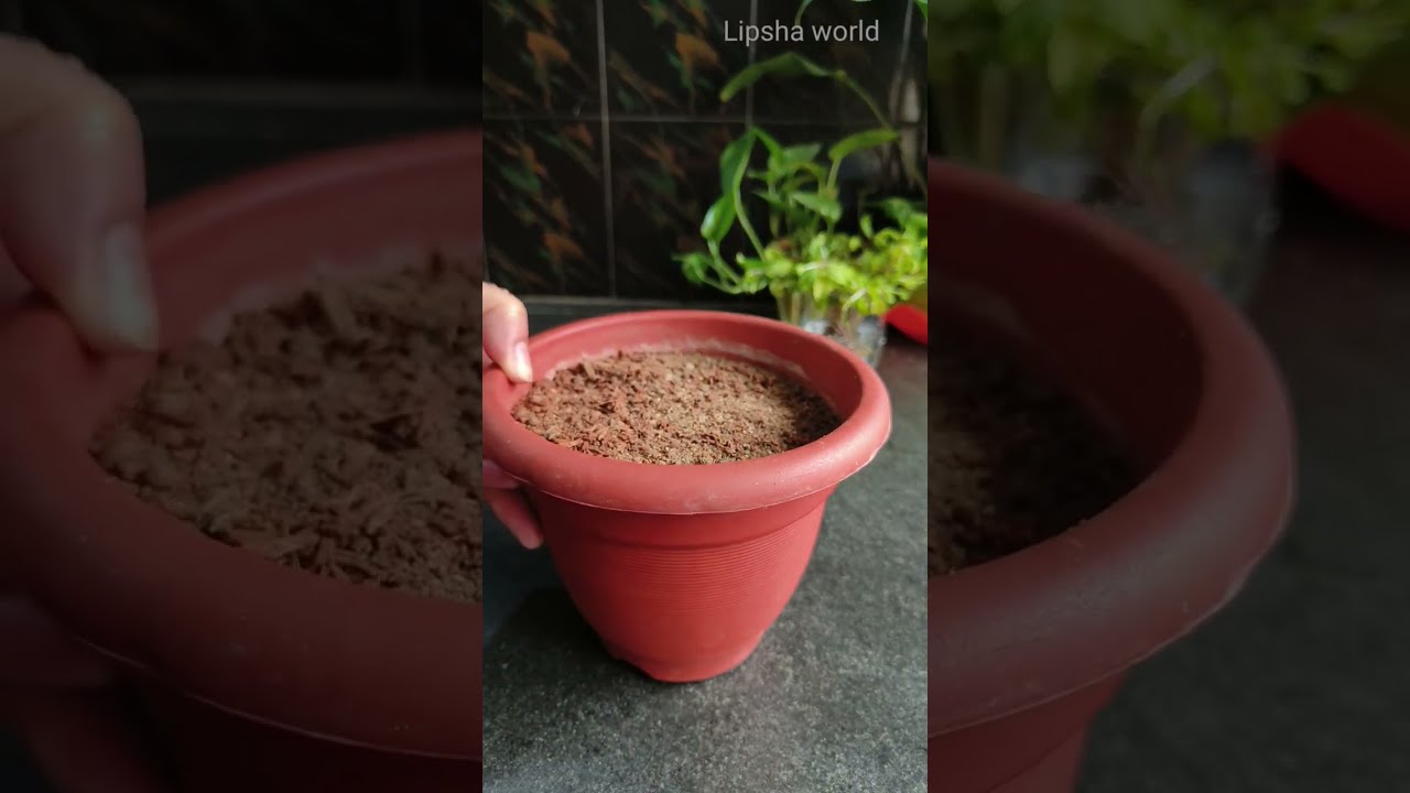 How To Grow Mint With Soil Water 2 Ways Of Growing Leaves Lipsha World