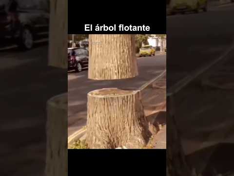 EL ARBOL FLOTANTE