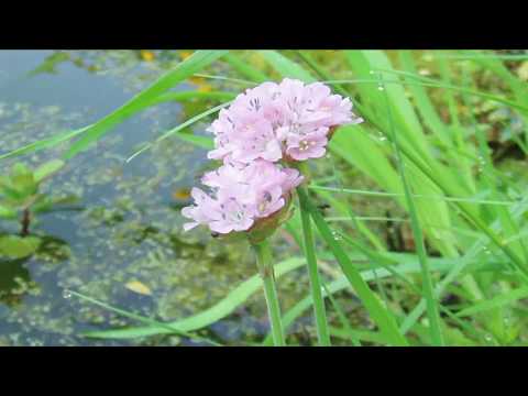 Video: Armeria (52 Photos): Planting And Care In The Open Field, Beautiful Armeria And Pseudo-armeria, Juniper And Others, Growing From Seeds