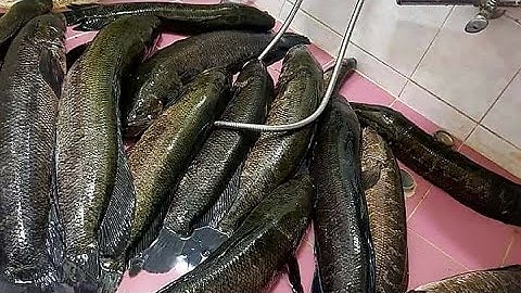 Câu cá lóc sáng sớm tại hàn quốc khi mùa thu về | korea fish || #dhtchannel