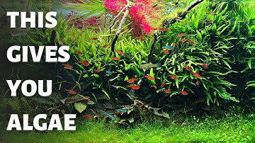 7 Reasons Why You Have Black Beard Algae