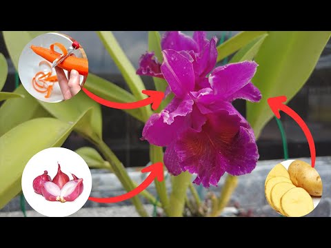 Video: Uzgoj orhideja epidendruma - kako se brinuti za epidendrum