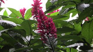 Stock Footage 4k UHD 50 FPS