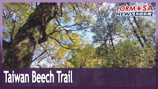 Hikers descend on golden foliage at Taiwan Beech Trail in Taipingshan Forest｜Taiwan News