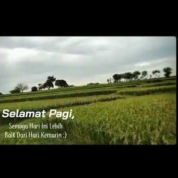 Story wa || manuk dadali