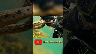 Змеи в дагестане в каспийского море! Подводная охота | Spearfishing #туризм