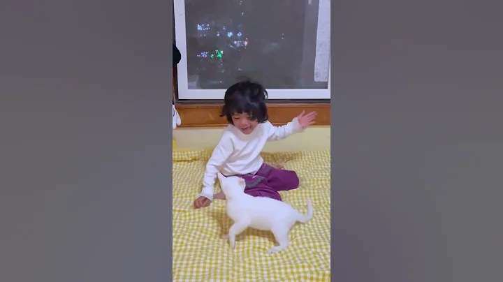 Video 11884931: cats funnycats funnycatvideos, cats funnycats compilation, cute cat, funny cat